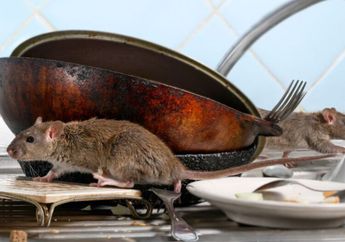 Tikus Gak Bakal Berani Masuk Dapur Lagi, Caranya Cukup dengan Gantungkan Bumbu Ini di Pintu
