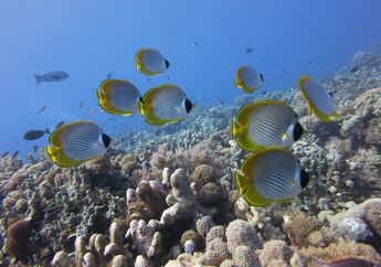 Pemutihan Karang Menyebabkan Perkelahian 'Tak Perlu' Ikan-Ikan