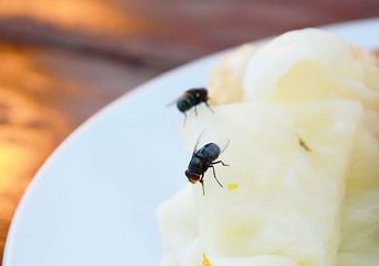 Banyak yang Tak Sadar, Lalat Ternyata Tertarik dengan Barang-barang Ini Selain Makanan di Meja Makan, Pantas Dibasmi Balik Lagi