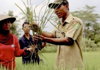 Bank Soal PPPK 2022, Ini Contoh Soal P3K Tenaga Teknis untuk Jabatan Penyuluh Pertanian, Lengkap dengan Kunci Jawaban