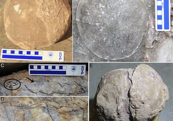 256 Fosil Telur Mengungkap Kehidupan Titanosaurus di Anak Benua India