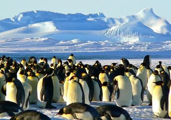 Foto Satelit Mengungkapkan Koloni Penguin Kaisar yang Tersembunyi
