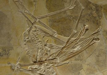 Fosil Spesies Baru Pterosaurus Ditemukan di Lokasi Tambang di Jerman
