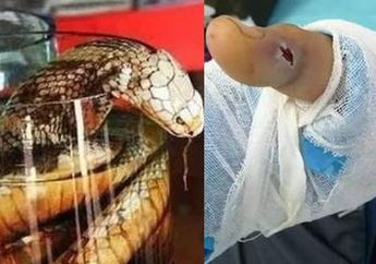 3 Bulan Rendam Ular Sanca Dalam Alkohol, Pria Ini Syok Mendadak Dipatok, Dikira Sudah Mati Ternyata Masih Hidup