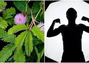 Tumbuh Liar dan Biasa Diinjak-injak, Tak Sangka Tanaman ini Bisa Menjadi Obat Kuat hingga Bikin Organ Intim Pria Perkasa di Ranjang