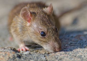 4 Bubuk dari Bahan Dapur Ini Bisa Jadi Pengusir Alami Tikus, Gak Perlu Beli Racun Tikus Lagi