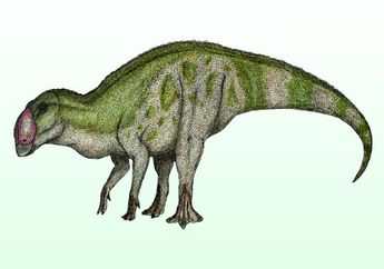 Fosil Spesies Baru Dinosaurus Paruh Bebek Ditemukan di Texas