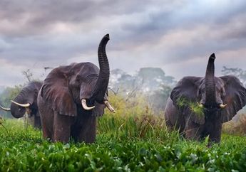 Selidik Sains: Mengapa Gajah Takut pada Lebah?
