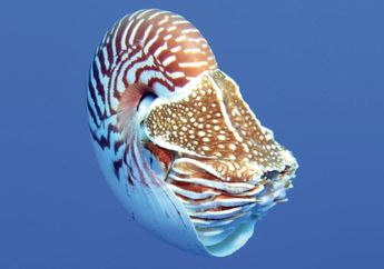 Ahli Biologi Kelautan Mengidentifikasi Tiga Spesies Baru Nautilus