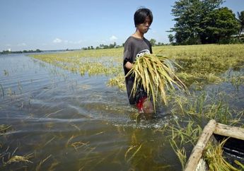 Sistem Lumbung Pangan Punya Masalah di Bidang Lingkungan dan Sosial
