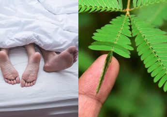 1001 Kali Lebih Tokcer dari Obat Kuat, Gairah Pasangan Makin Meningkat Kalau Rajin Minum Daun Putri Malu