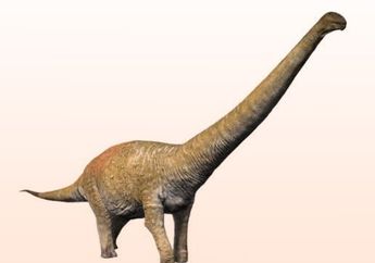 Chucarosaurus diripienda, Spesies Baru Dinosaurus Titan dari Patagonia