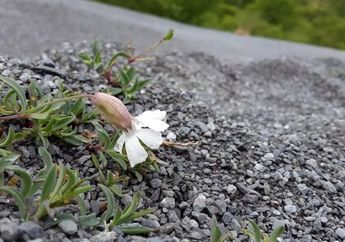 Mempelajari Cara Adaptasi Perubahan Lingkungan dari Bunga Campion Laut