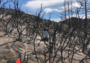 Jamur dan Bakteri Dapat Memulihkan Hutan yang Rusak karena Kebakaran