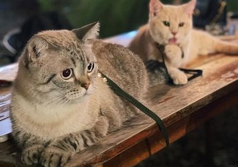 Nggak Cuma Manusia, Kucing Juga Suka Makanan Gurih Alami