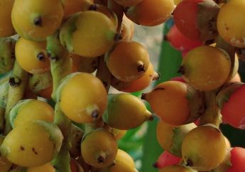 Tips Membuat Obat Kuat Oles Buah Pinang, Bikin Wanita Kuat dan Puas