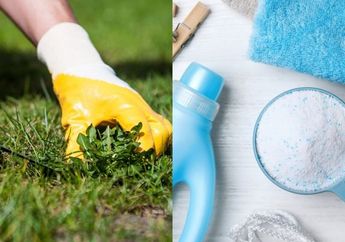 Cara Membasmi Rumput Liar Pakai Bahan dari Dapur, Mudah Banget Tanpa Repot Keluar Tenaga