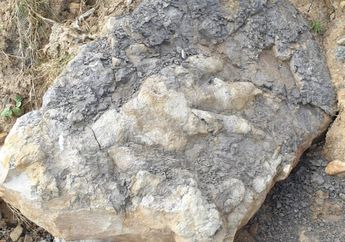 Jejak Kaki Dinosaurus Karnivora Terbesar Jurassic Ditemukan di Inggris