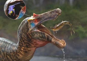 Rekonstruksi Otak: Spinosaurus Terspesialisasi untuk Menangkap Ikan