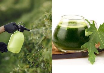 Lihat Tukang Kebun Semprot Air Daun Pepaya ke Tanaman Cabai, Gak Disangka Hasilnya Panen Terus dan Bebas Serangan Ulat, Masak Bisa Sih?