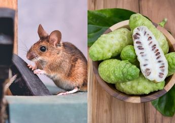 Baunya Dibenci, Buah Mengkudu Ternyata Ampuh Bikin Tikus Gak Berani Masuk Rumah, Begini Cara Pakainya