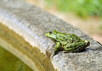 Katak Jadi 'Takut' Masuk Rumah, Tabur Saja 2 Bahan Dapur Ini di Sekitar Pintu, Gak Perlu Jijik Lagi Mulai Sekarang