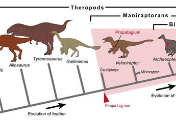 Bagaimana Burung Mendapatkan Sayap? Asal-usulnya Ada Pada Dinosaurus
