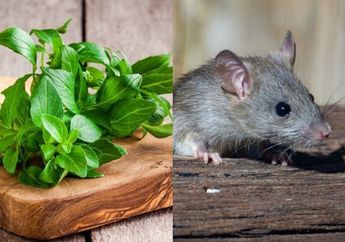 Iseng Letakkan Daun Kemangi di Dapur Rumah, Gak Nyangka Sekarang Tikus Jadi Kabur Semua Tanpa Sisa, Memangnya Bisa Ya?