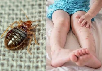 Kutu Kasur Tak Suka Baunya! Cuma Tabur Daun di Pekarangan Ini di Bawah Sprei Bikin Kutu Kasur Lari Terbirit-birit, Ampuh Banget