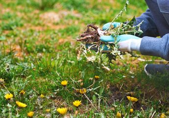 Capek Tiap Bulan Harus Dicabuti, Padahal Ada Cara Mencegah Rumput Liar di Halaman Rumah Tumbuh Cepat, Cuma Modal Pakai Garam Dapur!