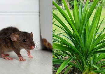 Baru Tahu Malam Ini, Kalau Tikus Bakal Kabur dan Tak Kembali Rumah Cuma Modal Pakai Daun Pandan, Ini Caranya