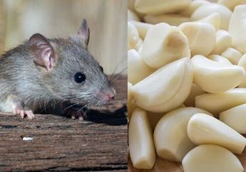 Tikus Bisa Takut Masuk Rumah, Rahasianya Cuma Pakai Bawang Putih Seperti Ini