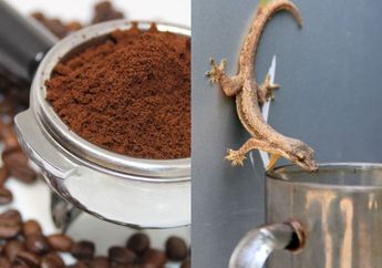 Trik Ampuh Mengusir Cicak dari Dalam Rumah, Cuma Bermodal Bubuk Kopi Bikin Enggak Berani Lagi Datang Mengganggu, Ini Caranya!