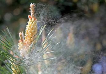 Sains Terbaru: Tumbuhan Berpotensi Penyebab Polusi Udara Masa Depan