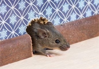 Tikus Ogah Cium Aromanya, Tanaman di Depan Rumah Ini Ampuh Banget Bikin Tikus Kabur, Caranya Cukup Diletakkan Begitu Saja