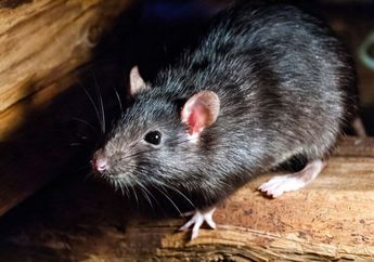 CATAT! Cara Ampuh Mengusir Tikus Got dari Rumah, Ternyata Bisa Pakai Ulat Bambu