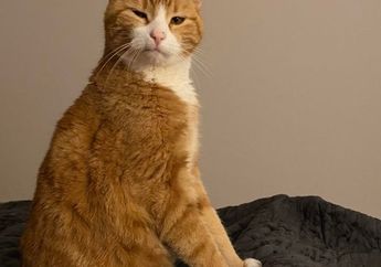 Dunia Hewan: Kucing Bukan Tidak Setia, Ia Hanya Tidak Punya Kompetensi