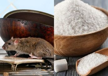 Terbukti Ampuh! Ini Cara Membuat Racun Tikus Alami dari Gula, Bisa Pergi Selamanya dari Rumah