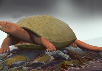 Edowa zuniensis, Spesies Baru Kura-kura yang Hidup di Zaman Dinosaurus