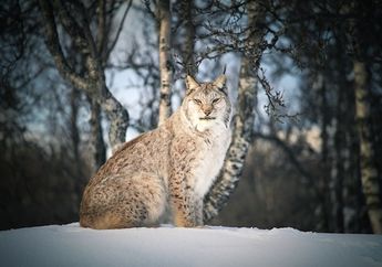 15 Fakta Menarik Kucing Lynx yang Hidup Menyendiri di Hutan Salju, Sudah Tahu?
