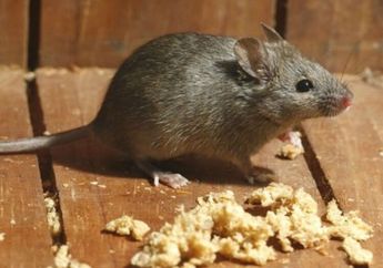 Tikus Ternyata Gak Suka Bau 5 Bahan Dapur Ini, Coba Sebar di Area Rumah untuk Mengusirnya, Salah Satunya Bawang