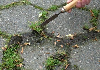 Tak Perlu Dicungkil, Cara Membasmi Rumput Liar di Sela-sela Paving Cukup Semprotkan Bahan Dapur Ini, Cepat Mati dan Tak Mudah Tumbuh Lagi!