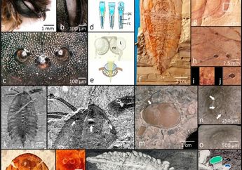 Selama ini Dunia Sains Keliru, Trilobita Ternyata Memiliki Mata Median