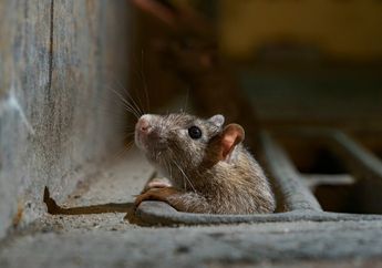 Tikus Bersarang di Plafon Bikin Ketar-ketir! Mending Buru-buru Usir dengan Sebar 2 Bumbu Dapur ini di Loteng, Dijamin Ngacir!