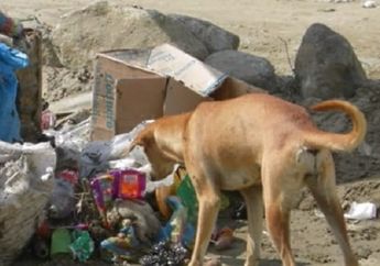 Anjing Gondol Jasad Bayi Tanpa Kepala Gegerkan Warga Kalimantan Barat, Polisi Curigai Hal Ini, Berharap Pelaku Segera Terungkap