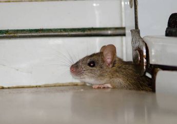 Cara Mengusir Tikus yang Bersembunyi di Rumah Agar Gak Pernah Berani Balik Lagi, Sebar 1 Bumbu Dapur Beraroma Ini