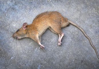 Tak Perlu beli, Cara Membuat Racun Tikus Alami dari Gula Ini Bisa Dicoba di Rumah, Basmi Tikus Tanpa Modal Banyak