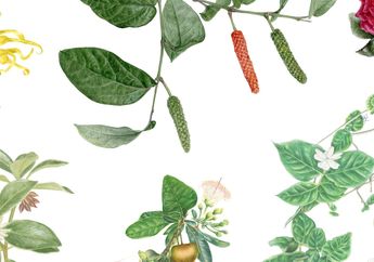 Misi Narawandira dalam Seni Lukis Botani, Memuliakan Ragam Puspa Keraton Yogyakarta