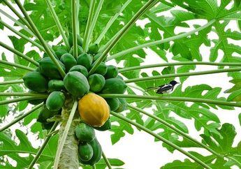 Hoki Banget yang Punya Pohon Pepaya Di Rumah! 4 Masalah Hidup Bisa Diatasi dengan Segelas Air Rebusan Daun Pepaya