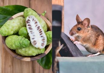 Tidak Perlu Racun, Cara Ampuh Mengusir Tikus dari Rumah Bisa Pakai Mengkudu Saja, Contek Caranya!